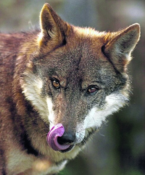 El número de lobos  ha aumentado un 20%  en una década. :: R. C.