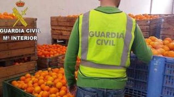 Un robo de naranjas investigado por la Guardia Civil, en una imagen de archivo.