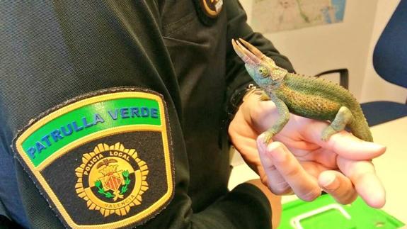 La Policía Local de Valencia rescata un camaleón en Rascanya
