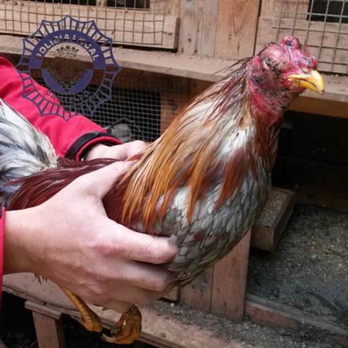 Ocho animales mueren y 7 están malheridos en peleas de gallos en Castellón