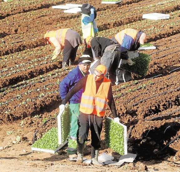 Varios agricultores plantan lechugas. :: pablo sánchez