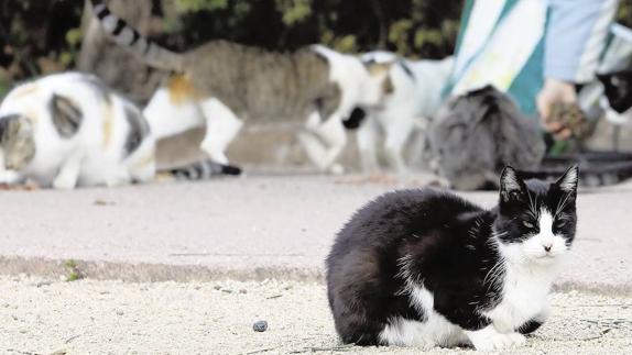 El Ayuntamiento de Valencia prevé esterilizar este año a 224 gatas en la segunda edición del Plan Colonial Felino