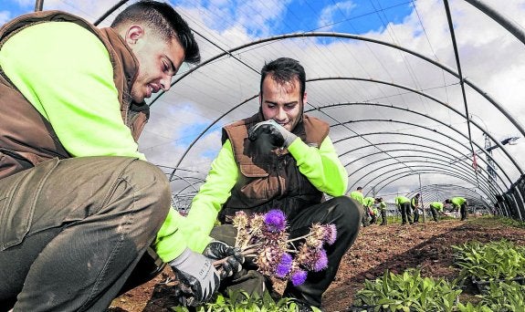 Dos jóvenes recogen una planta de cardo en el terreno municipal donde se desarrollan las clases prácticas de la escuela. :: jorge rey