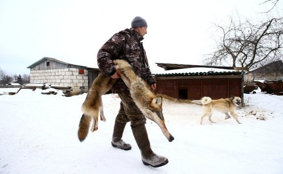 El cazador acarrea la piel de un lobo. Vladimir Krivenchik despliega sus trampas en invierno, cuando el pelaje es más grueso, y los desolla en su casa para sacar más dinero.  ::  vasily fedosenkoreuters