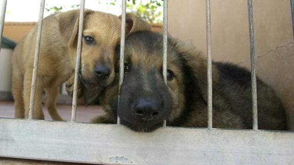 Pacma pide retirar la contratación del servicio de recogida de animales