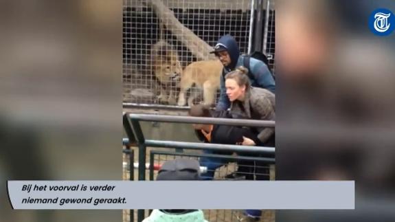 Detienen a un hombre por provocar a los leones en un zoo de Ámsterdam