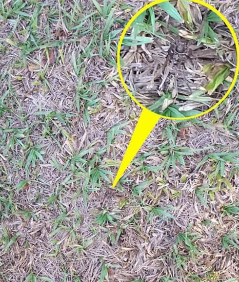 Solución | ¿Dónde está la araña?