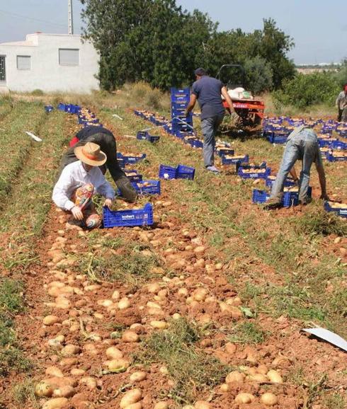 Recolección de tubérculos de la variedad patata roja, en Benicarló (Castellón)LAS PROVINCIAS