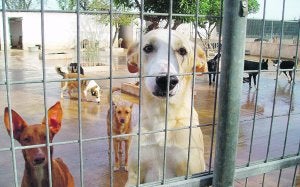 Varios perros, en el refugio de la protectora. ::                             LP