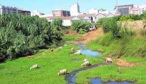Ovejas pastan por el río Vaca, a su paso por Tavernes de la Valldigna. ::
C.G.