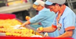 Los contratos en almacenes de Tavernes hacen que el paro caiga en la Safor en 200 personas
