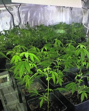 La Policía desmantela un laboratorio de cocaína y dos cultivos de marihuana