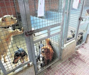 La falta de controles del chip dispara el abandono de perros de l'Horta en Valencia