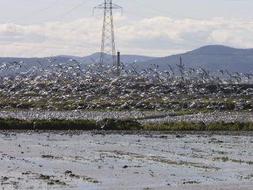 Migración de aves en la Albufera. Foto JOSÉ PENALBA.