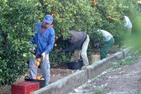 
El regadío genera hasta 50 veces más empleo que el secano