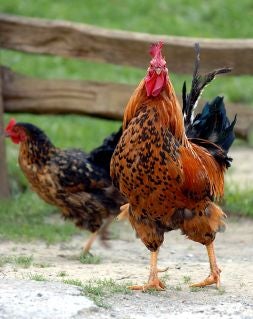 Regalar gallinas