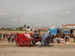 Cullera se convierte en el escenario del concurso de tiro y arrastre más importante de la Comunitat