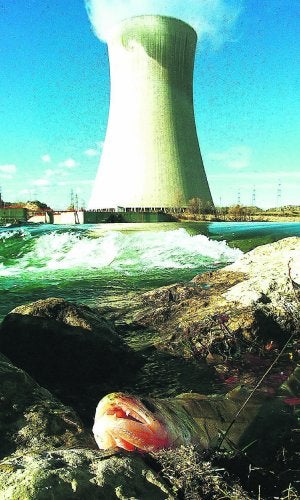 Medio Ambiente detecta que los ejemplares de siluro en Forata proceden del Ebro