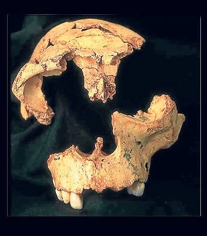 Este cráneo de 'Homo antecessor' perteneció a un niño cuyos restos pudieron ser devorados en alguna ceremonia.