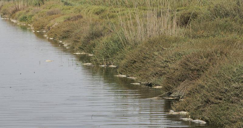 Peces muertos en las Salinas de Santa Pola