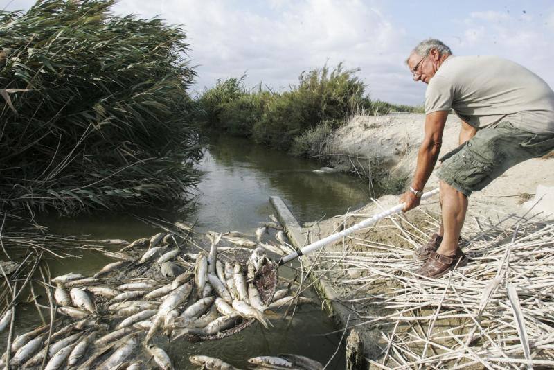 Peces muertos en las Salinas de Santa Pola