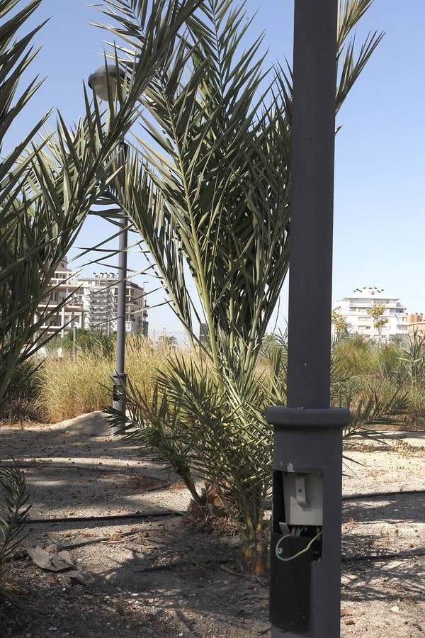 Un acuerdo con Profusa permite incorporar al patrimonio municipal el palmeral de Zaraíche