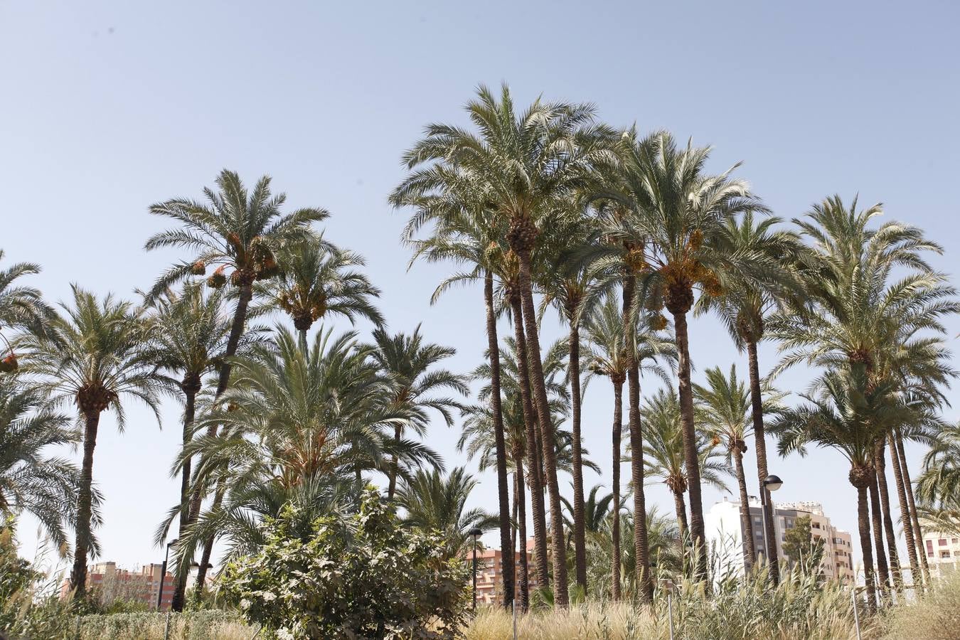 Un acuerdo con Profusa permite incorporar al patrimonio municipal el palmeral de Zaraíche