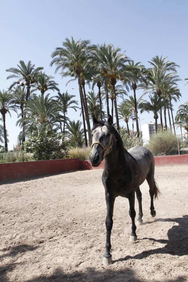 Un acuerdo con Profusa permite incorporar al patrimonio municipal el palmeral de Zaraíche