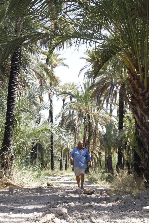 Un acuerdo con Profusa permite incorporar al patrimonio municipal el palmeral de Zaraíche