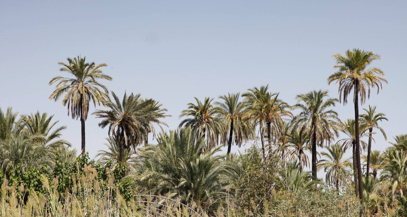 Un acuerdo con Profusa permite incorporar al patrimonio municipal el palmeral de Zaraíche