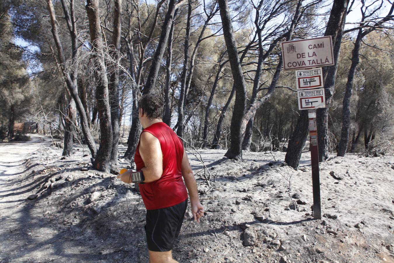 Tareas de limpieza tras el incendio forestal en el parque natural del Montgó