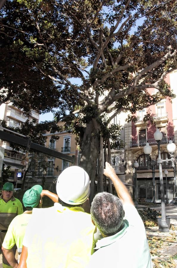 Podan los ficus del Portal de Elche para evitar la caída de sus ramas