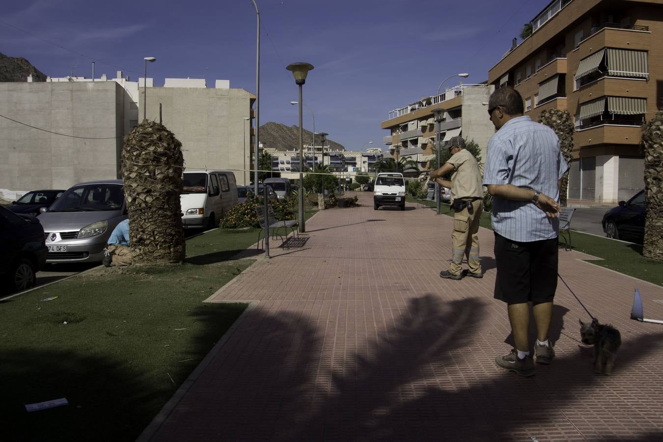 Cortan palmeras en Callosa por el picudo