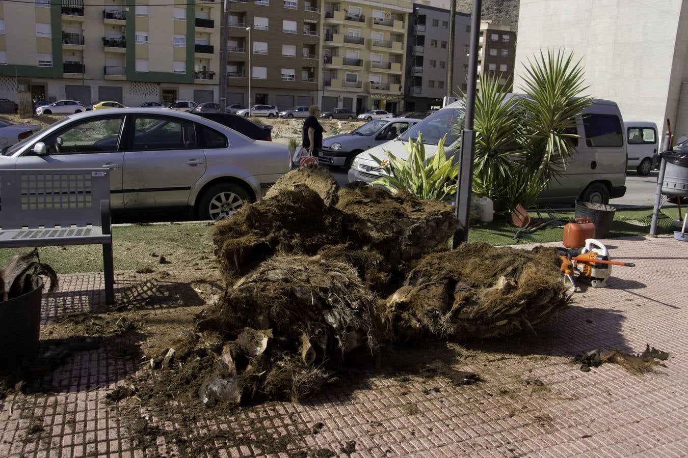 Cortan palmeras en Callosa por el picudo