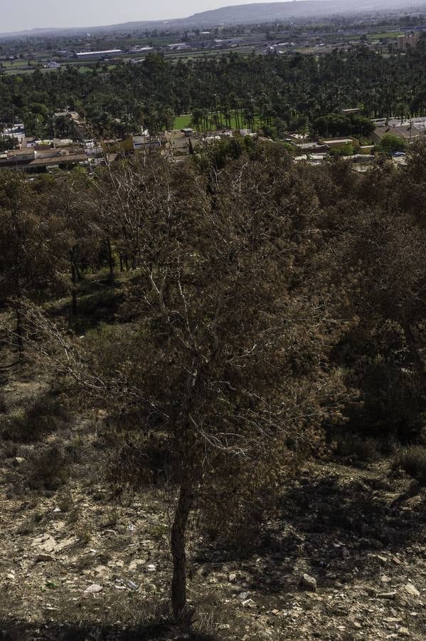 Plaga de tomicus en la Vega Baja