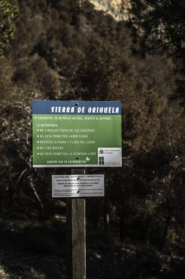 Plaga de tomicus en la Vega Baja