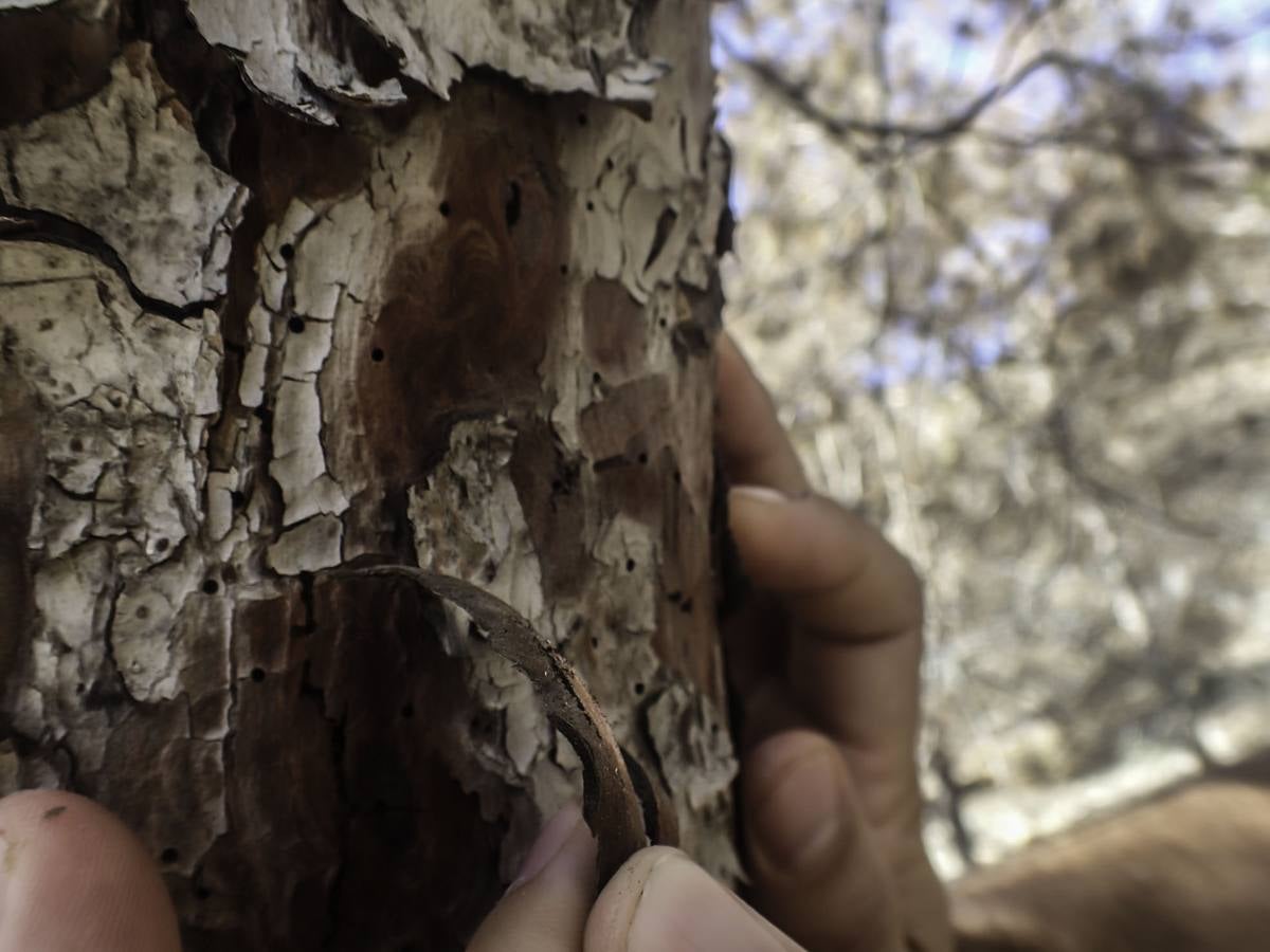 Plaga de tomicus en la Vega Baja