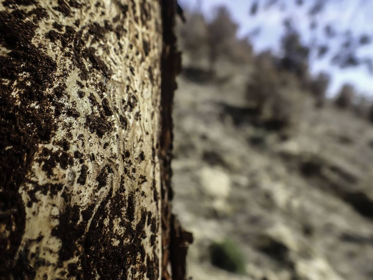 Plaga de tomicus en la Vega Baja