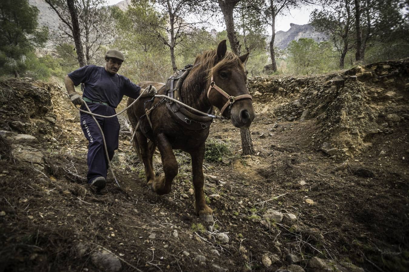 El trabajo de los mulos en la Sierra de Redován