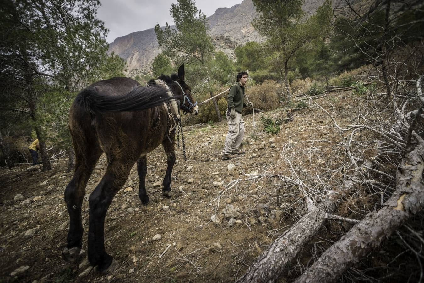 El trabajo de los mulos en la Sierra de Redován