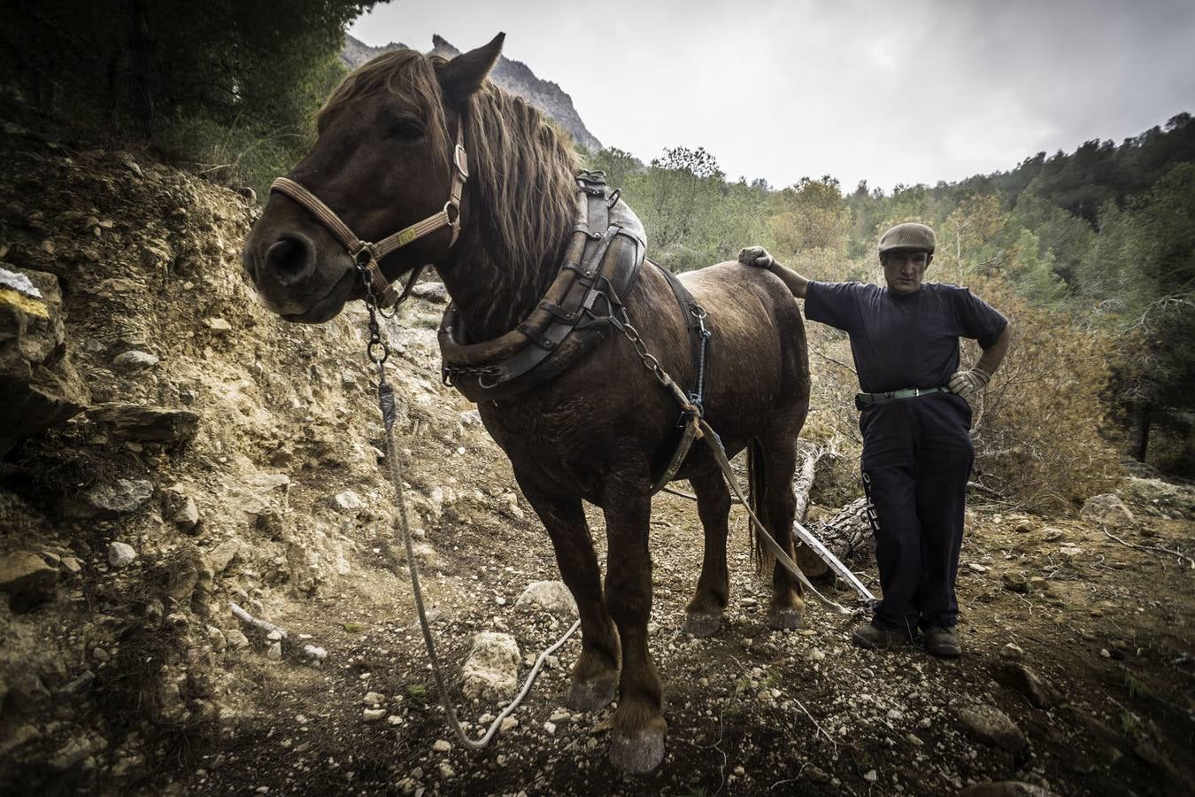 El trabajo de los mulos en la Sierra de Redován