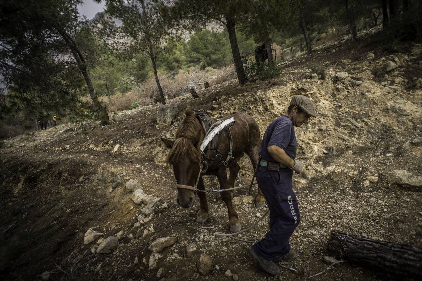 El trabajo de los mulos en la Sierra de Redován