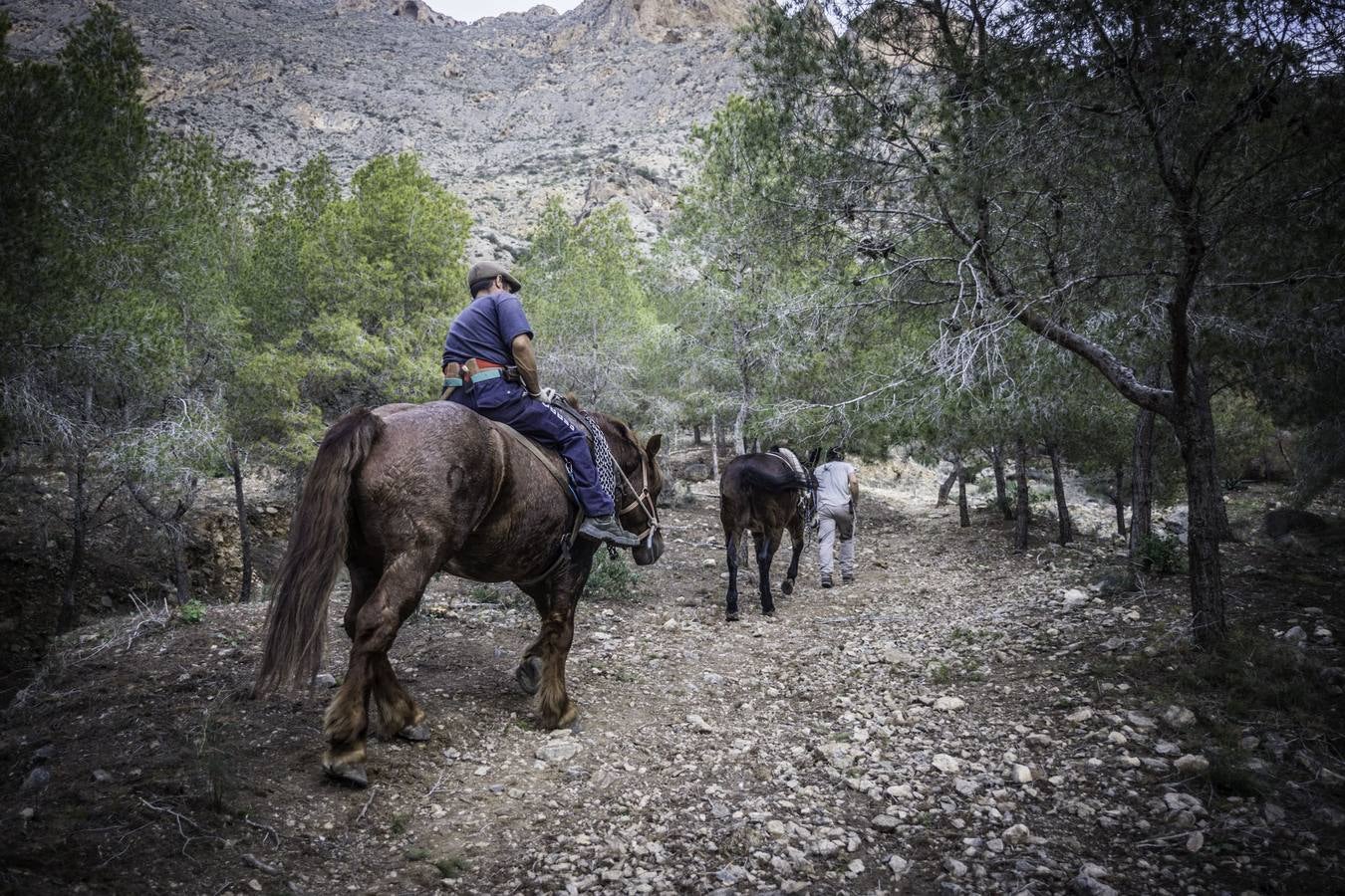 El trabajo de los mulos en la Sierra de Redován