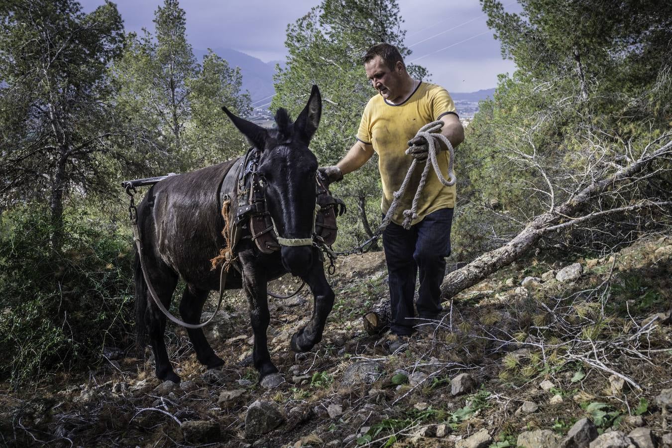 El trabajo de los mulos en la Sierra de Redován