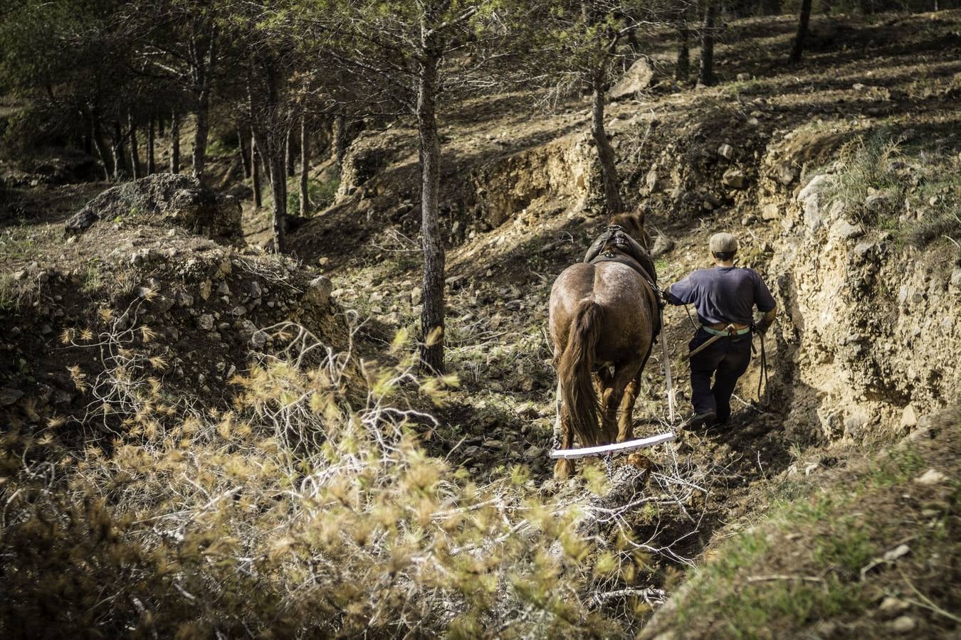 El trabajo de los mulos en la Sierra de Redován