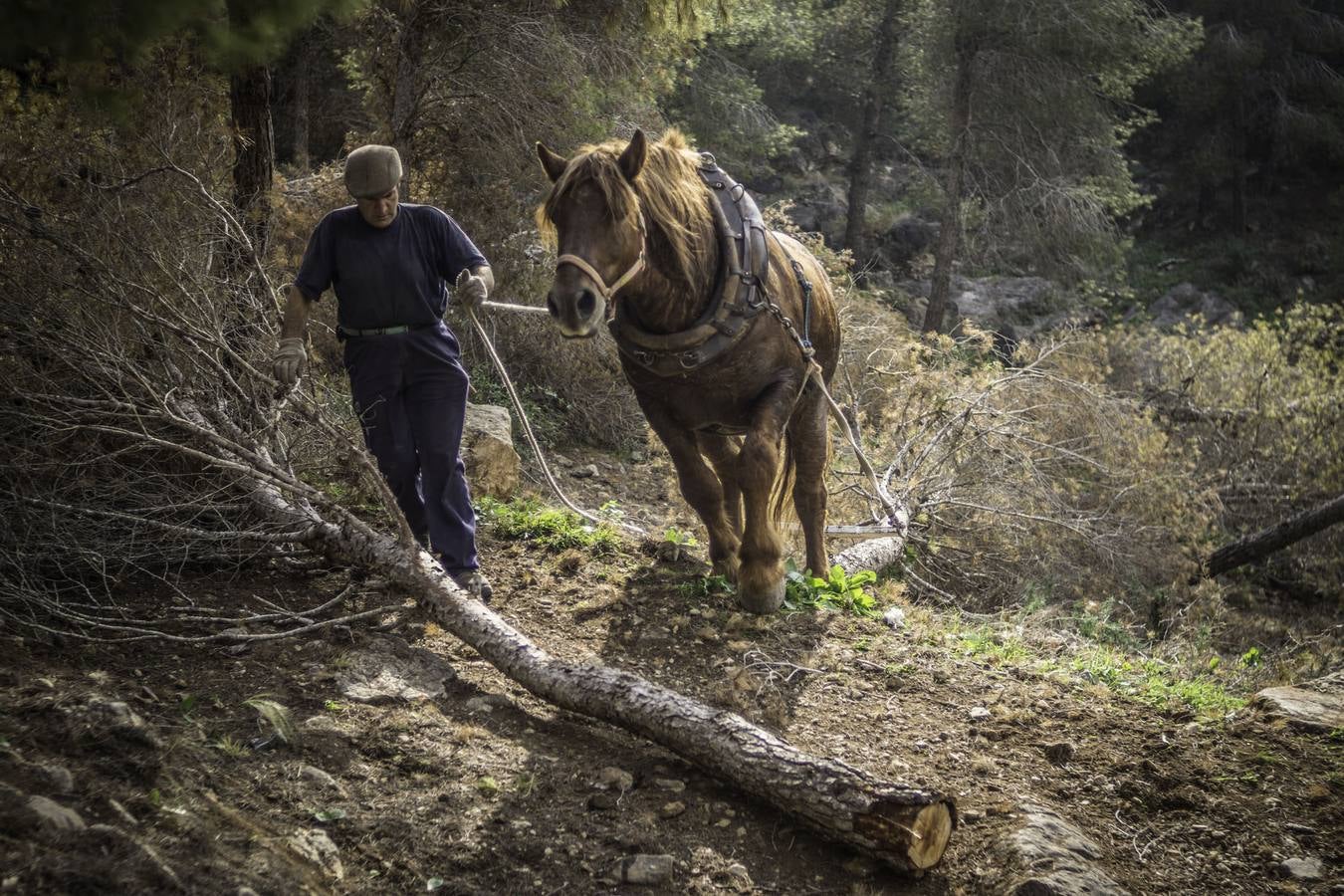 El trabajo de los mulos en la Sierra de Redován