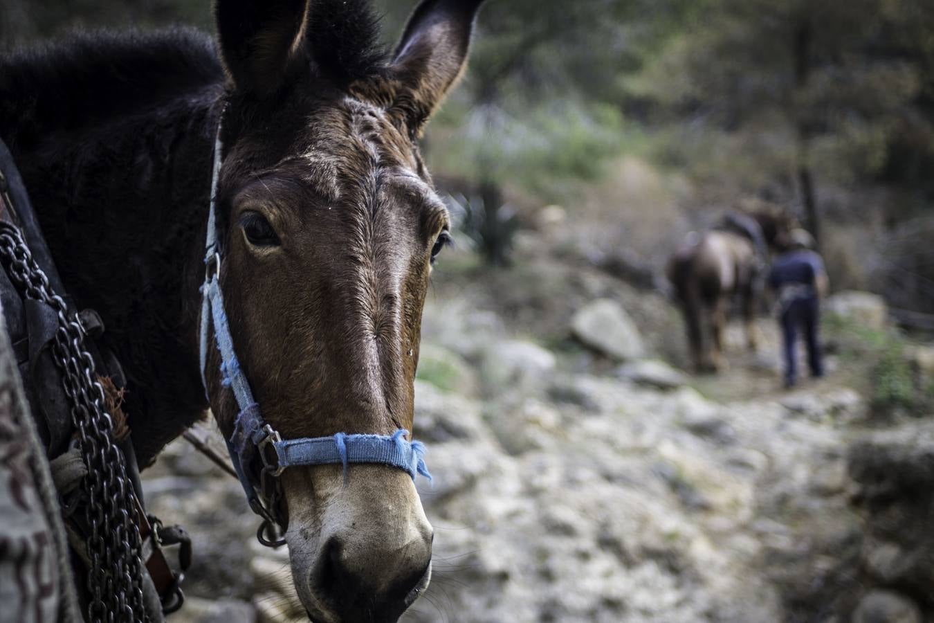 El trabajo de los mulos en la Sierra de Redován