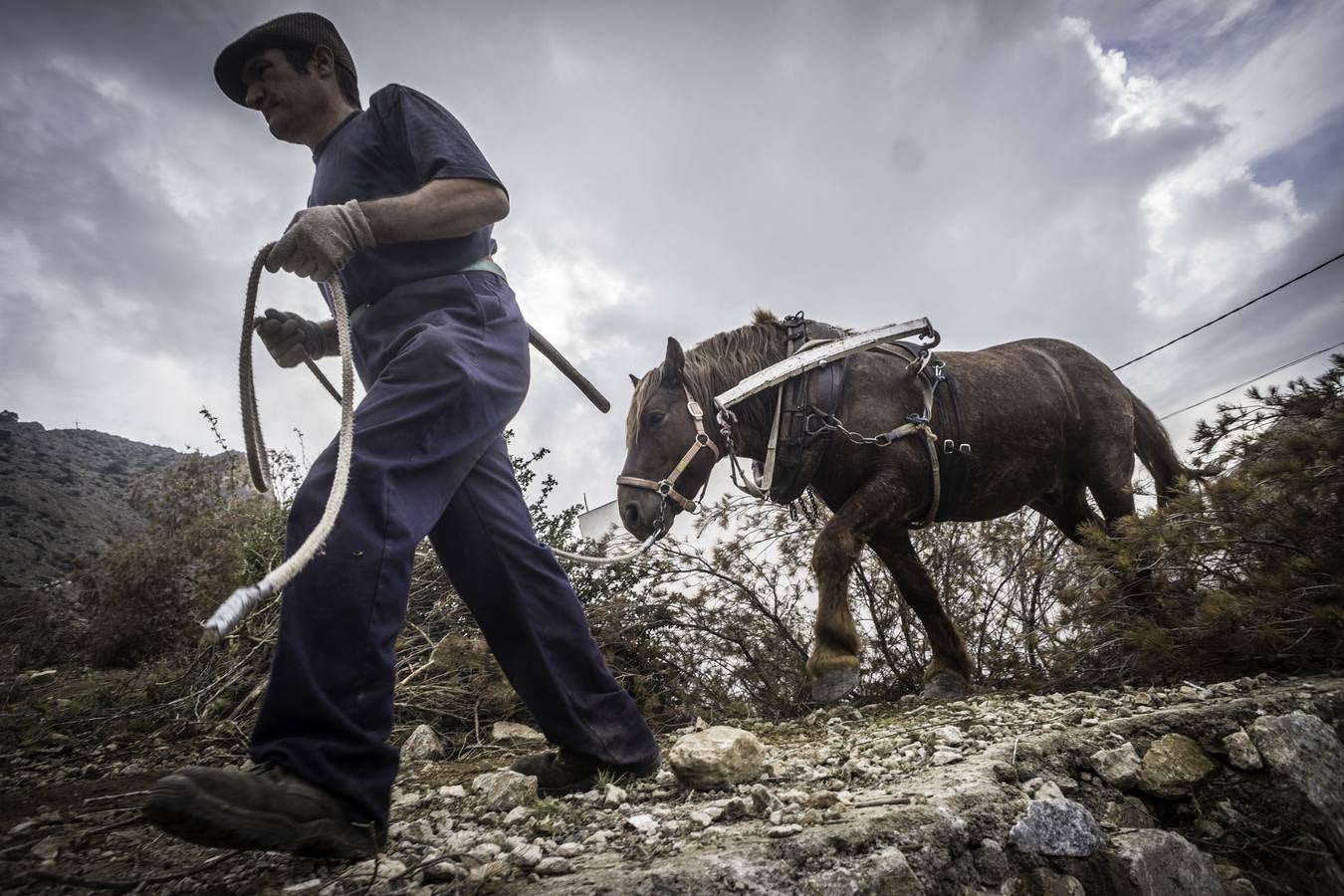 El trabajo de los mulos en la Sierra de Redován