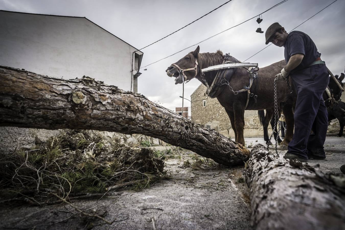 El trabajo de los mulos en la Sierra de Redován