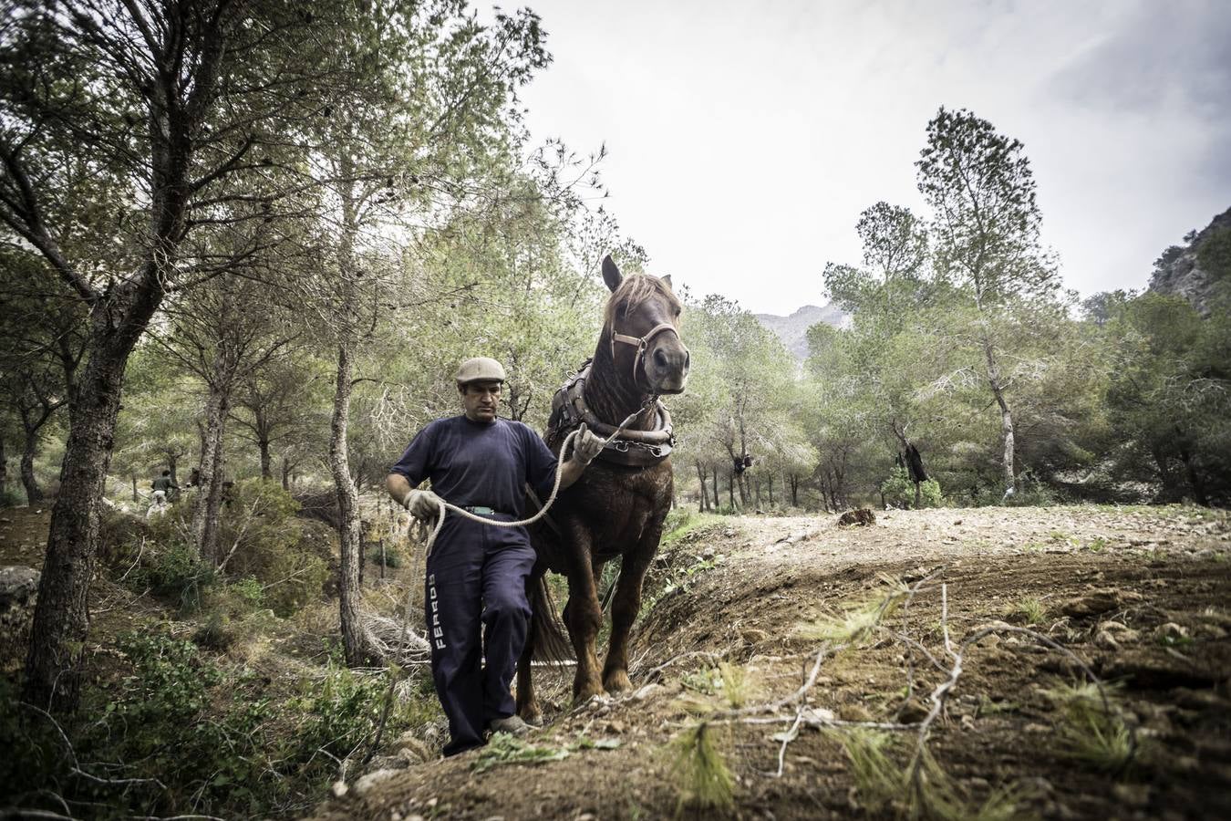 El trabajo de los mulos en la Sierra de Redován